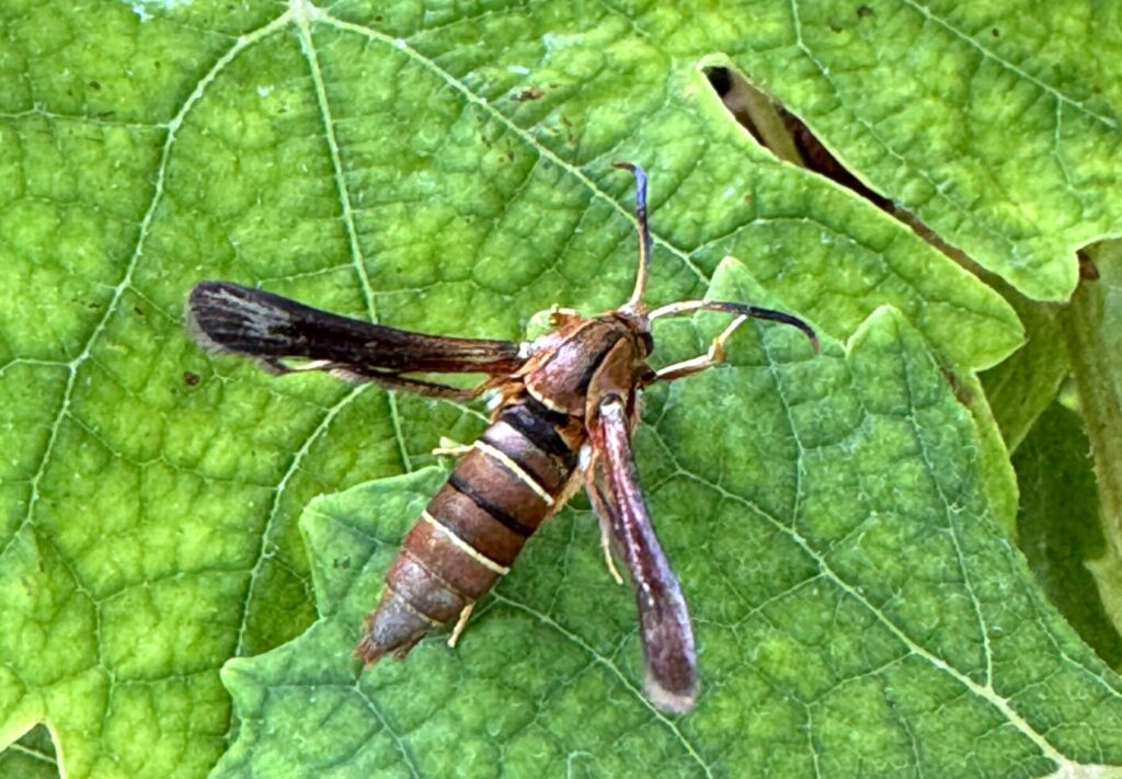 Grape root borer adult on grape leaf