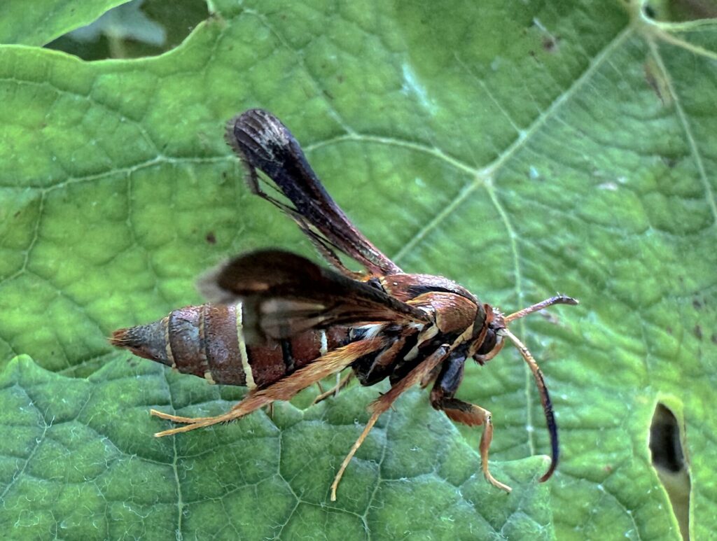 Female grape root borer adult moth on grape leaf.