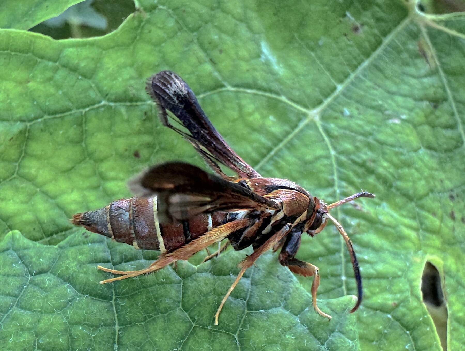 A closeup of a female grape root borer