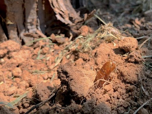 A light brown pupal case of grape root borer sticks out of the soil at the base of a grape vine. 